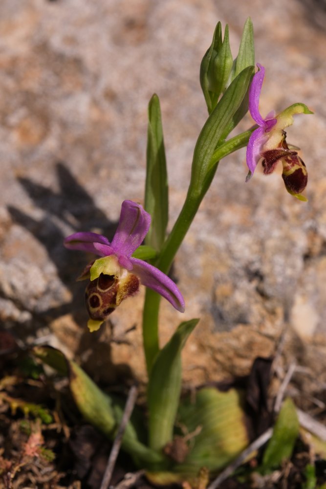 Orchidee di Marzo - Dalla Grecia con passione